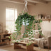 Hedera Wonder Green Efeu Kletterpflanze 70cm - Luftreinigend & Pflegeleicht Bild 3