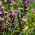 6x Gamander 'Lucidrys' (10-25cm) - Kompakter Halbstrauch für niedrige Hecken Bild 7