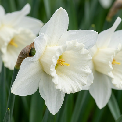 15x Narzissen 'Mount Hood' - Weiße Trompetennarzissen für den Frühling