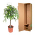 Ficus Amstel King geflochten, 140 cm – Elegante Zimmerpflanze Bild 4