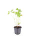 24x Geranium 'Johnson's Blue' Staude, 10-25cm, Ø9cm Bild 2