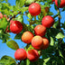 Victoria Plum Tree - Red Plum, 21cm pot, 90cm high Bild 6