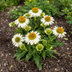 Echinacea purpurea White Ø19cm - ↕60 - 70cm Bild 5
