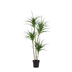 Kunst Dracaena 165cm - Künstliche Pflanze für stilvolles Ambiente Bild 1