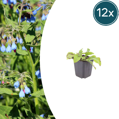 12x Beinwell 'Wisley Blue' - 10-25cm - Ø9cm