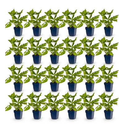 Green boutiQ - Perennial - Persicaria amplexicaulis - Knotweed - Bee and Butterfly Attractors - Red - 24 Plants - Pot 11cm - Height 15-25cm