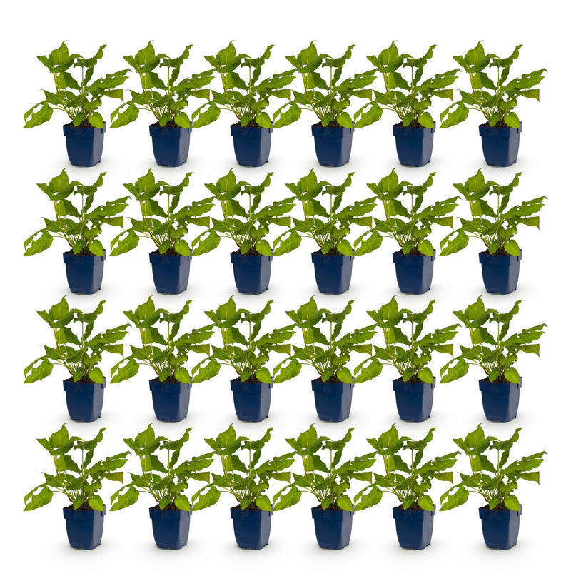Green boutiQ - Perennial - Persicaria amplexicaulis - Knotweed - Bee and Butterfly Attractors - Red - 24 Plants - Pot 11cm - Height 15-25cm