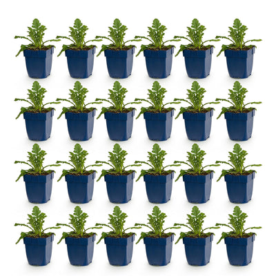 Green boutiQ - Perennial - Scabiosa col. Butterfly Blue - Pincushion Flower - Bee and Butterfly Attractor - Purple - 24 Plants - Pot 11cm - Height 15-25cm