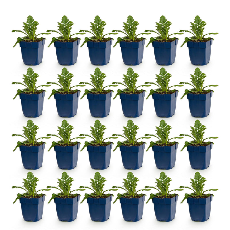 Green boutiQ - Perennial - Scabiosa col. Butterfly Blue - Pigeon Flower - Bee and Butterfly Attractors - Purple - 24 Plants - Pot 11cm - Height 15-25cm