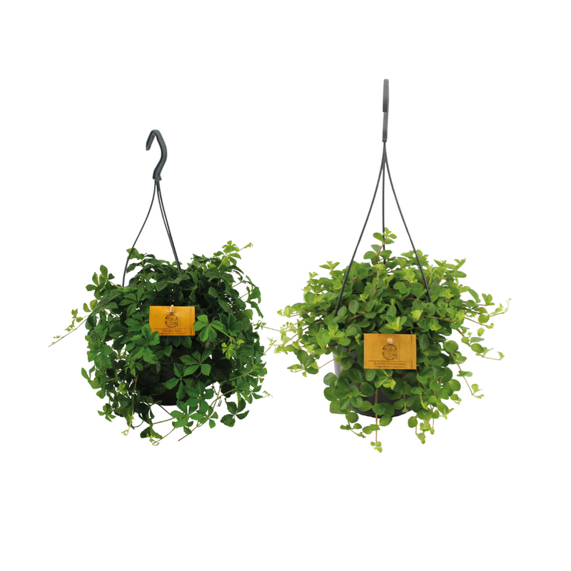 Hängepflanzen-Duo: 2 grüne Dschungel-Akzente, Ø15cm