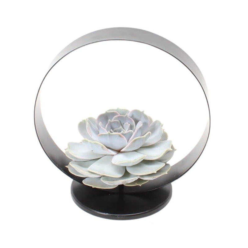 ROOTLESS Echeveria Lilacina Deko-Set Ø20 cm mit Metallständer