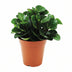 Peperomia Burning Bush - Pflegeleichte Zimmerpflanze, Ø15cm, ↕25cm Bild 1