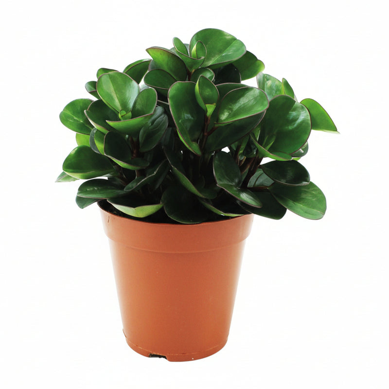 Peperomia Burning Bush - Pflegeleichte Zimmerpflanze, Ø15cm, ↕25cm