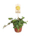 Peperomia Hope im 12cm Topf, ca. 15cm hoch, pflegeleicht Bild 1