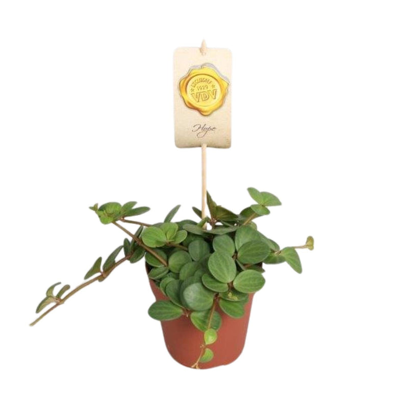 Peperomia Hope im 12cm Topf, ca. 15cm hoch, pflegeleicht