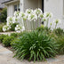 Green boutiQ - Perennial - Agapanthus africanus Albus - African Lily - Bee and Butterfly Attractors - White - 12 Plants - Pot 11cm - Height 15-25cm Bild 6