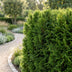 Green boutiQ - 40x Thuja occidentalis Smaragd - Lebensbaum - Heckenpflanzen - Immergrün - Grün - Topf 9cm - Höhe 20-30cm Bild 8