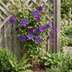 4x Clematis The President - Waldrebe The President - Lila - Kletterpflanze - Ø9cm - ↕35cm Bild 4
