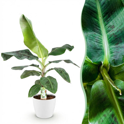 Bananenpflanze Musa acuminata Dwarf Cavendish - Pflegeleicht & Tropisch