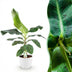 Bananenpflanze Musa acuminata Dwarf Cavendish - Pflegeleicht & Tropisch Bild 1