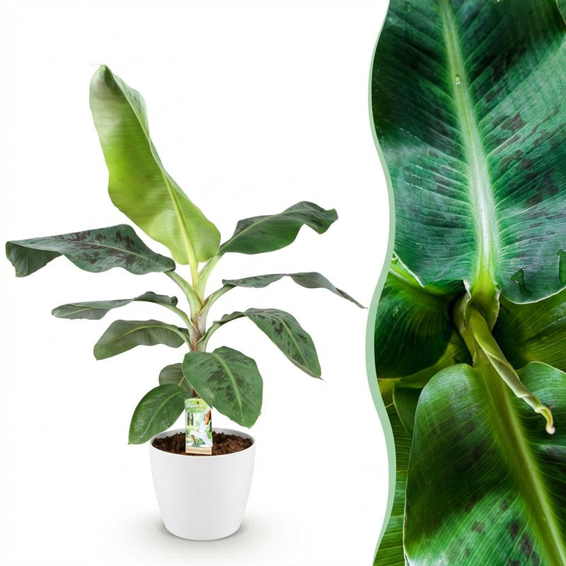 Bananenpflanze Musa acuminata Dwarf Cavendish - Pflegeleicht & Tropisch
