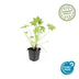 24x Geranium macrorrhizum - ↕10-25cm - Ø9cm Bild 4