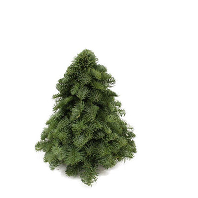 Nobilis-Weihnachtsbaum - ↕30cm