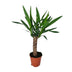 Yucca Pflanze - Ø14cm Topf - ca. 60cm Höhe Bild 1