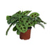 Maranta Leuconeura 'Kerchoveana' - Prayer Plant in 12cm Pot, 30cm High Bild 1