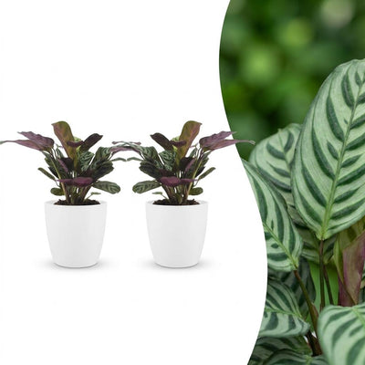 Green boutiQ - Ctenanthe Burle Marxii - Fischgräten-Gebetspflanze - 2 Pflanzen - mit Potter Weiß - Topf 12cm - Höhe - 30cm