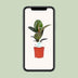 Ficus Elastica Robusta, Gummibaum Ø17cm, H55cm Bild 6