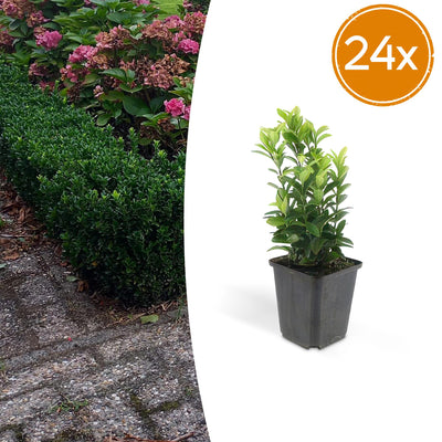 24x Euonymus Green Spire – 10-25cm Höhe, Ø9cm Topf