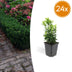 24x Euonymus Green Spire – 10-25cm Höhe, Ø9cm Topf Bild 1