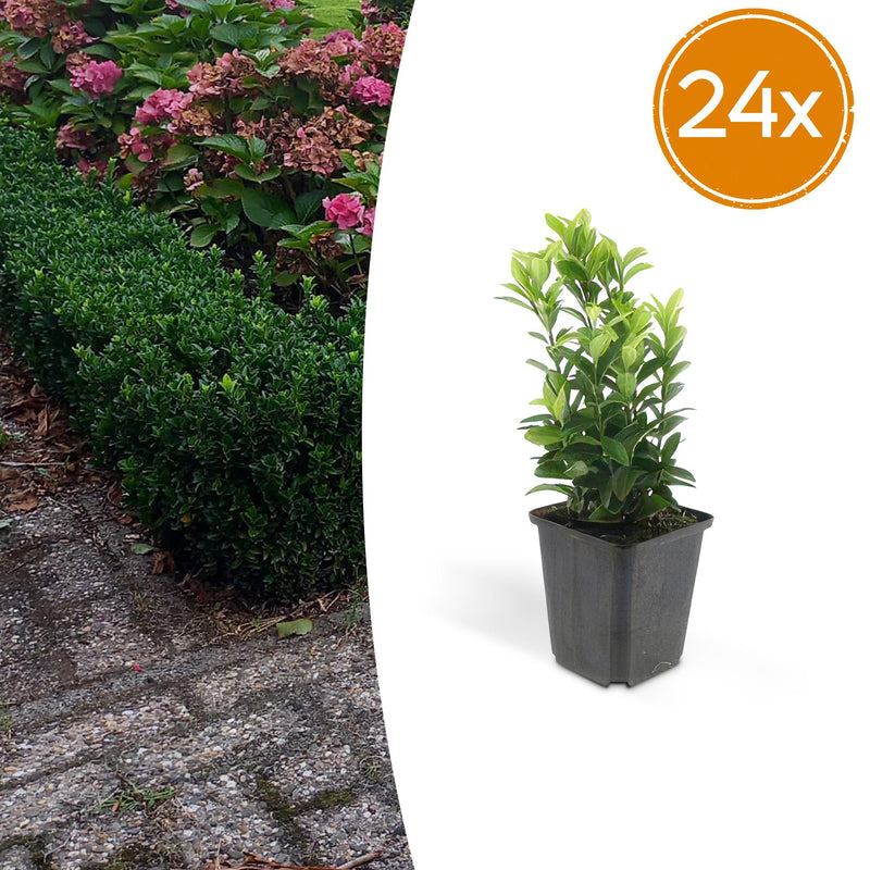 24x Euonymus Green Spire – 10-25cm Höhe, Ø9cm Topf