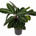 Calathea Warscewiczii: Exotische Blattpracht mit samtigen Blättern Bild 1