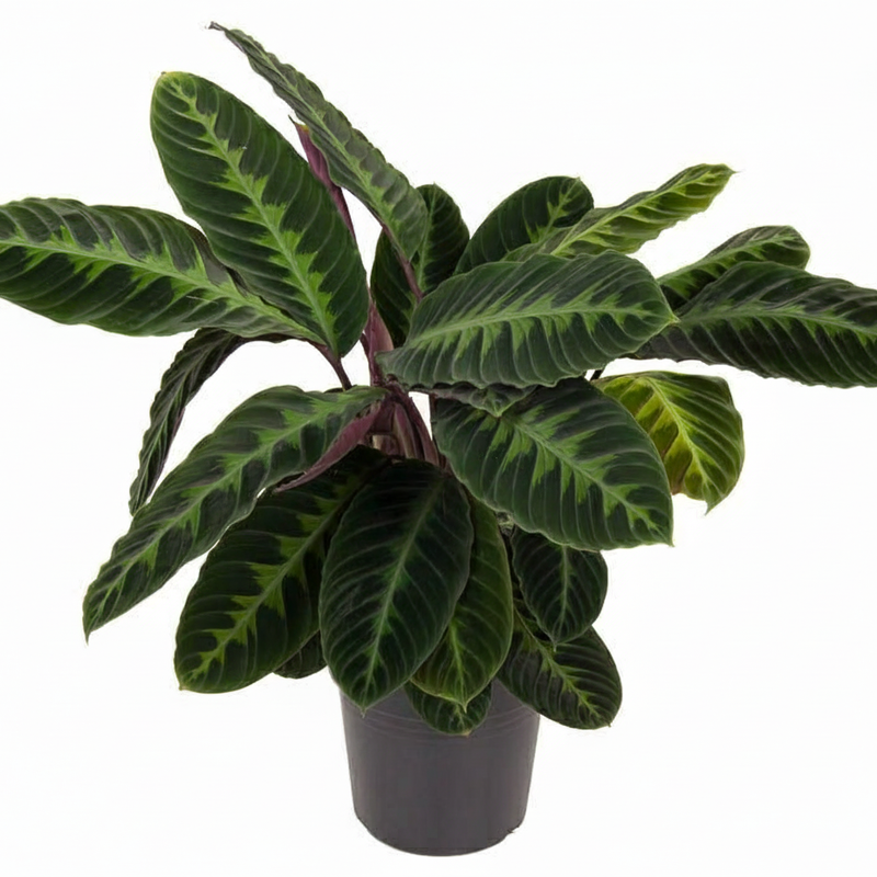 Calathea Warscewiczii: Exotische Blattpracht mit samtigen Blättern