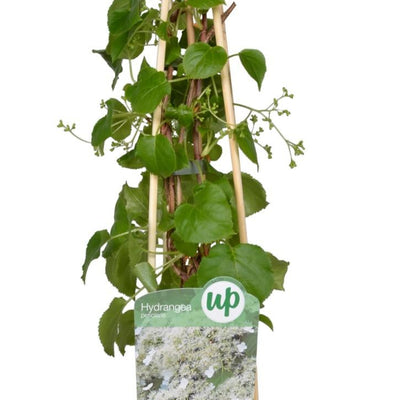 3x Kletterhortensie 'Hydrangea petiolaris' 65cm