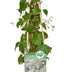 3x Kletterhortensie 'Hydrangea petiolaris' 65cm Bild 2
