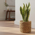 Sansevieria Trifasciata Laurentii - Ø14cm - pflegeleicht, luftreinigend Bild 3