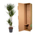 Dracaena Marginata - 180 cm - Ø27 cm Topf - Elegante Zimmerpflanze Bild 4