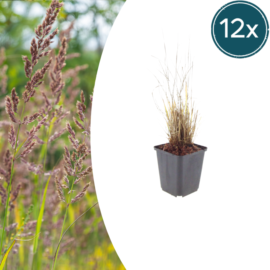 12x Diamantgras (Calamagrostis brachytricha) 10-25cm, Ø9cm