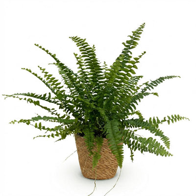 Green Lady Farn (Nephrolepis exaltata) - Haustierfreundlich, 25cm, inkl. Korb