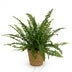 Green Lady Fern (Nephrolepis exaltata) - Pet-friendly, 25cm, incl. basket Bild 2