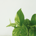 Epipremnum Marble Queen 4er-Set Topf Ø12cm Bild 4