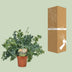 Phlebodium Davana Goldener Braun, Ø12cm, ↕35cm Bild 4