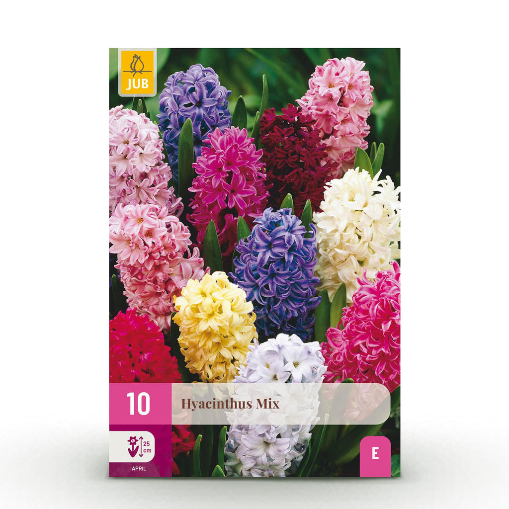 GreenboutiQ - Blumenzwiebeln - Hyazinthenmix - Bulbs Hardy Perennial - Verschiedene Farben - 10 Stück - Zwiebelgröße 14/15 - XXL Pack