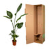 2x Strelitzia Nicolai (Baum-Strelitzie) - 130 cm - Ø17 Bild 5