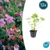 12x Geranium macrorrhizum - ↕10-25cm - Ø9cm Bild 1