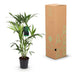 Kentia Palme (Howea Forsteriana) – Wenig Pflege, 80-85cm, Weißer Topf Bild 6