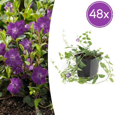48x Vinca minor 'Atropurpurea' Bodendecker, 10-25cm Höhe